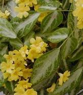 Indoor Plants copyright � almostedenplants.com